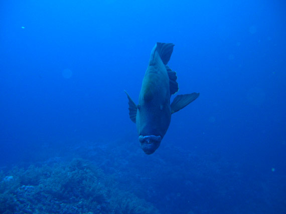 Picture of a Napoleon Wrasse in the Red Sea