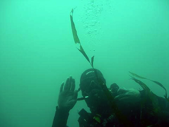 Picture of diving in the UK