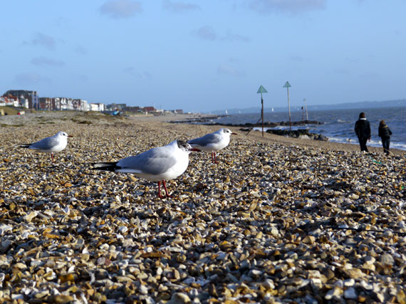 Picture of seagulls on a UK beach