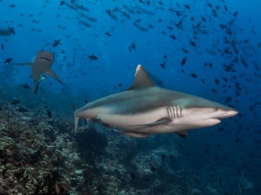 See sharks, earn for your club - photo credit: Simon Lorenz See sharks, earn for your club - photo credit: Simon Lorenz