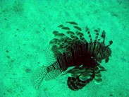 Lionfish... mane meal