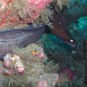 Moray Eel