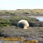 Seal sleeps on rocks, The Farnes Islands