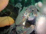 Picture of a Velvet Swimming Crab