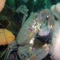 Picture of a Velvet Swimming Crab