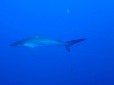 Silky Shark in the Red Sea