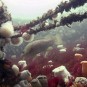 Life on the Scylla artificial reef