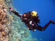 Red Sea snapper