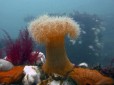 Life on the Scylla artificial reef