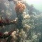 Life on the Scylla artificial reef