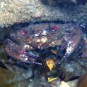 Picture of a Velvet Swimming Crab