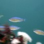 Life on the Scylla artificial reef