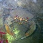 Picture of mating Velvet Swimming Crabs