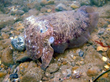 Picture of a Common Cuttlefish in the UK