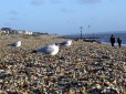 Seagulls enjoying a clean beach