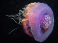 Picture of a Red Sea jellyfish