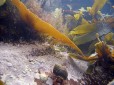 Pretty seabed.... but for how long