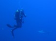 Picture of a Silky Shark in the Red Sea