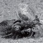 Picture of squid mating