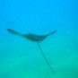 Picture of diving with Werner Lau
