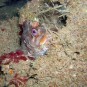 Tompot Blenny looks on