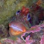 Tompot Blenny's face almost appears to 'smile'