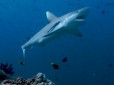 Shark in the Maldives