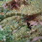 Pipefish - one of many seen on the dive