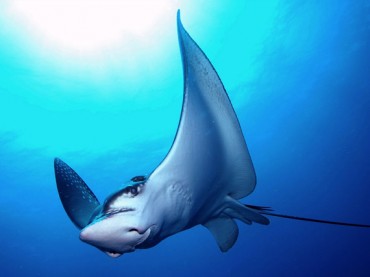 Manta ray
