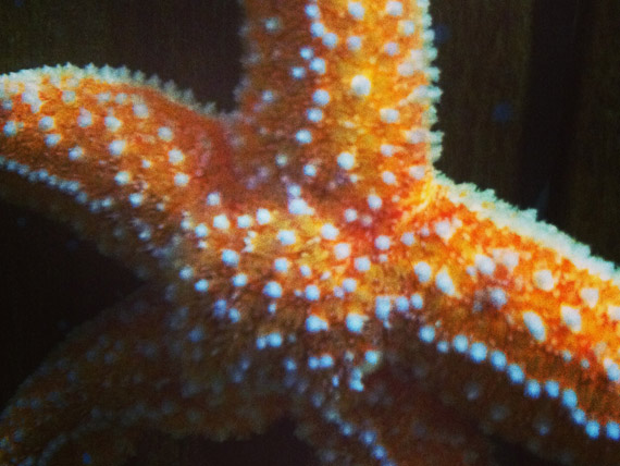 Common starfish | British Diver