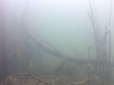 Trees submerged beneath a lake