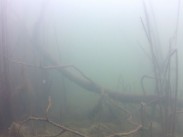 Trees submerged beneath a lake