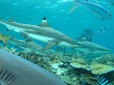 Sharks in Fiji - photo courtesy Nigel Marsh
