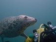 Grey seal at Lundy Island