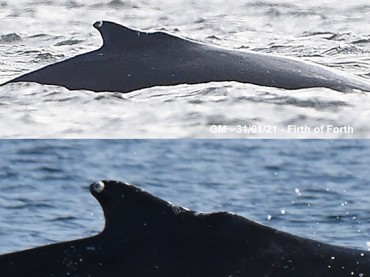 Humpback whale identified in the Firth of Forth